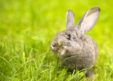 Beautiful young small rabbit on the green grass  in summer day. Gray bunny rabbit  on grass background. Rabbit eats grassの写真素材