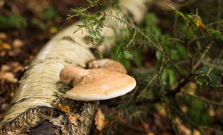Tree bark with Fomes fomentarius (tinder fungus) closeup