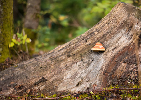Tree bark with Fomes fomentarius (tinder fungus) closeup