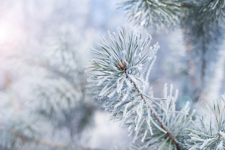 
Winter background. Tree in frost. Pine tree branches covered with hoarfrost. Frosted fir-tree. Christmas background with a coniferous branch in snow. Fir tree covered with snow under morning sunbeamsの写真素材