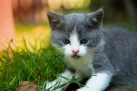 Portrait of a beautiful little kitten outdoor.