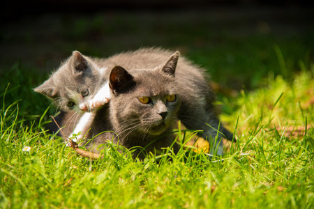 Cat with the baby kitten on grass