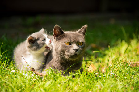 Cat with the baby kitten on grass