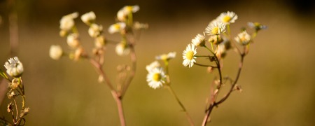 Beautiful Camomile Flowers in the wild Natureの写真素材