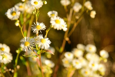 Beautiful Camomile Flowers in the wild Natureの写真素材