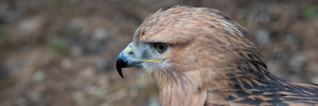Long-legged Buzzard (Buteo rufinus) close up portrait. Wild bird in nature with blurred pine forest...