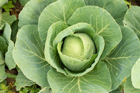 Cabbage head in growth at vegetable garden