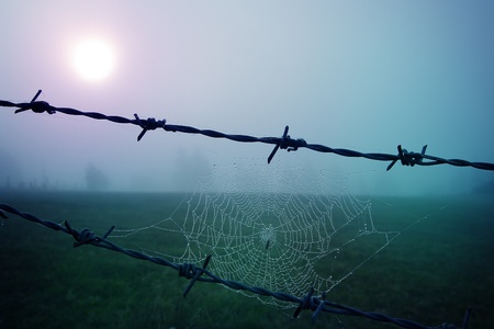 Closeup of a spider web in the sunriseの写真素材