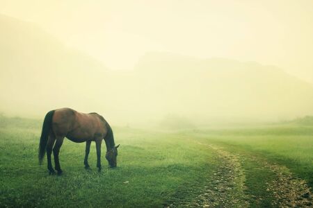 Grazing horse in the morning mistの写真素材