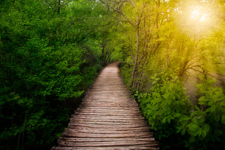 Deep forest pathway in the sunshine  Plitvice lakes, Croatia