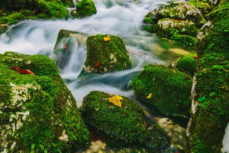 Mountain creek detail with mossy rocks and crystal clear water. Slovenia, Bohinj lake, Europe.の写真素材
