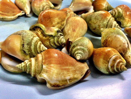 Laevistrombus canarium