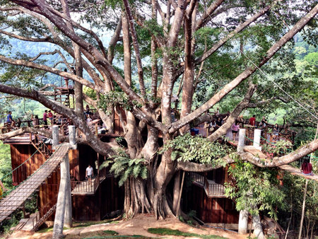 Jungle big tree restaurant, Chiang Mai