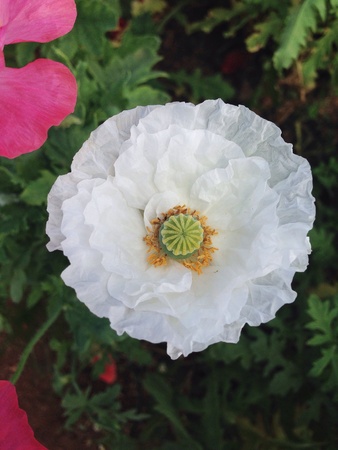 Opium flowerの素材