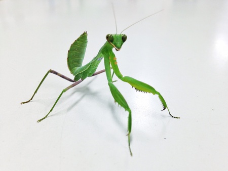 Praying mantidの素材