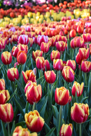 The Tulip in the morning lightの写真素材