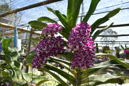 The rare species Asian orchidの写真素材