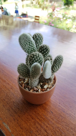 The baby cactus