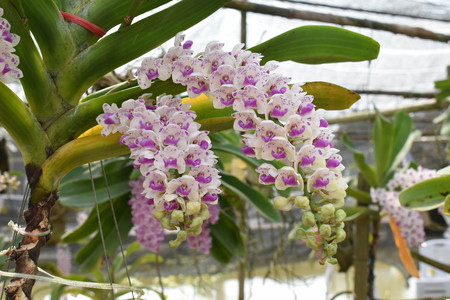 The rare species Asian orchid in Chiangmai, Northern Thailandの写真素材