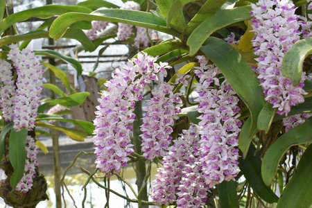 The rare species Asian orchid in Chiangmai, Northern Thailandの写真素材