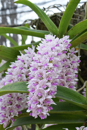The rare species Asian orchid in Chiangmai, Northern Thailandの写真素材