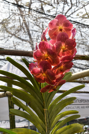 The rare species Asian orchid in Chiangmai, Northern Thailandの写真素材