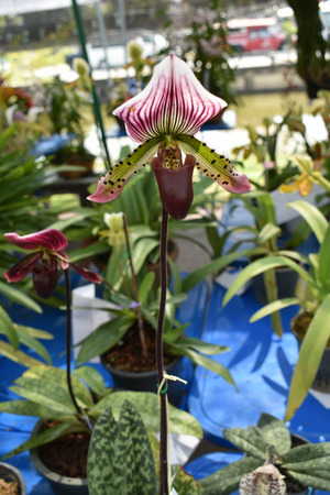 The rare species Asian orchid in Chiangmai, Northern Thailandの写真素材