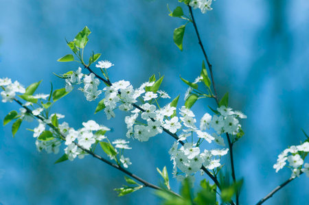 Flowering treeの写真素材