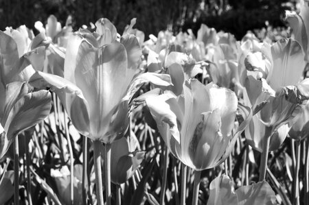 Tulips in black and whiteの写真素材