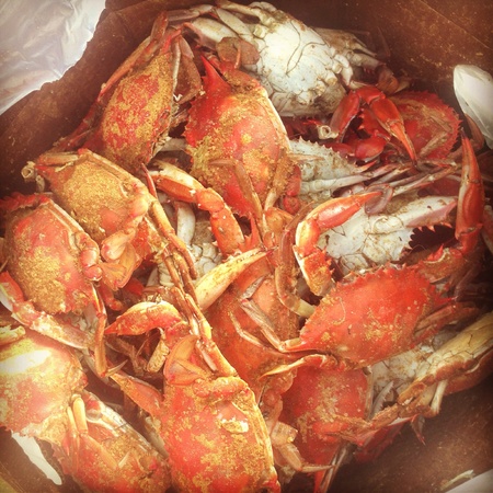 Bushel of Maryland blue crabs steamed and covered in old bayの素材