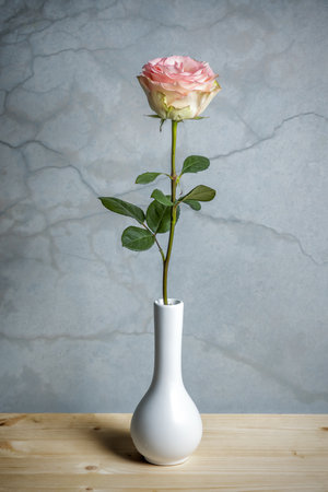 Pink rose in white vase on wooden table with concrete wall backgroundの写真素材