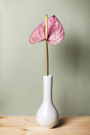 Pink anthurium flower in white vase on wooden table.の写真素材