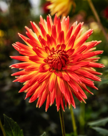 Orange dahlia flower in the garden. Shallow depth of field.の写真素材