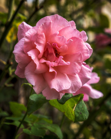 Pink rose in the garden. Selective focus and shallow depth of field.の写真素材