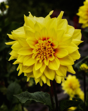 Beautiful yellow dahlia in the garden. Close up.の写真素材