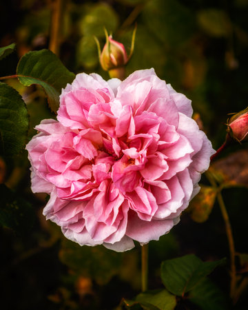 Beautiful pink rose in the garden. Shallow depth of field.の写真素材