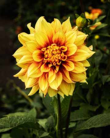 Beautiful yellow dahlia flower in the garden. Selective focus.の写真素材