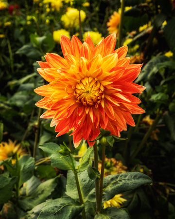 Orange dahlia flower in garden, Thailand. (Selective focus)の写真素材