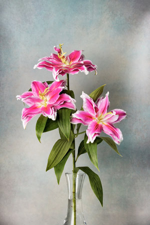 Beautiful pink lily flowers in vase on blue background.の写真素材