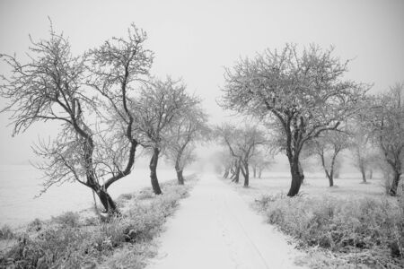 Snow-covered road in the midst of trees covered with frostの写真素材