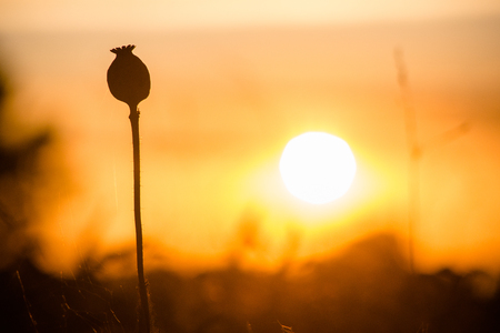 Poppy head on a background of the setting sunの写真素材