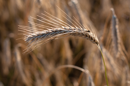 Rye ear and flyの写真素材