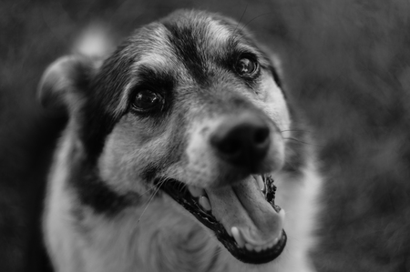 Picture of a dog in black and whiteの写真素材