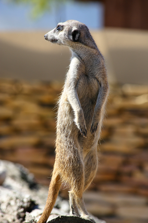 Meerkat standing guardの写真素材