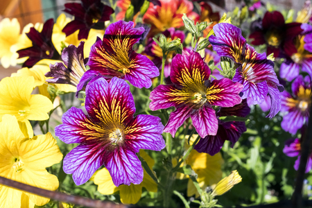 Pollen Flowersの写真素材