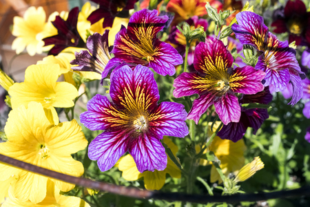 Purple and Yellow Flowersの写真素材