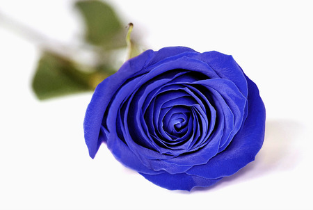 A blue rose with green leaves on a white background.の写真素材