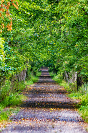 Nature path trail in green forest.の写真素材