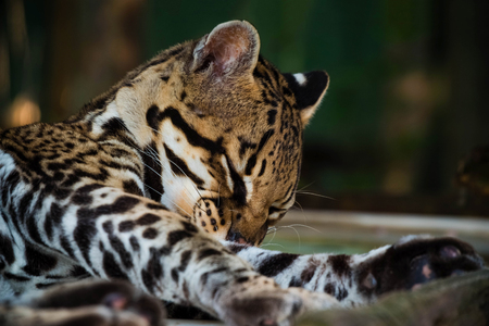 Ocelot resting with a green background.の写真素材