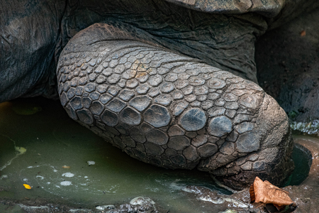 Aldabra Tortoise's scales on its leg.の写真素材